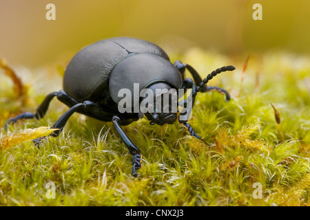 Sanguinosa naso-beetle (Timarcha tenebricosa), camminando su MOSS, in Germania, in Renania Palatinato Foto Stock