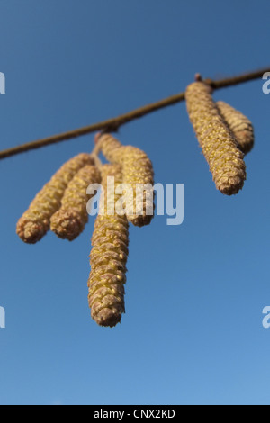 Comune di nocciolo (Corylus avellana), amenti contro il cielo blu, in Germania, in Renania Palatinato Foto Stock