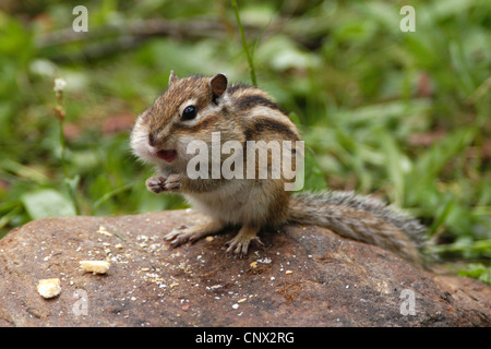 Siberian Scoiattolo striado (Eutamias sibiricus) nel Khamar-Daban le montagne vicino al Lago Baikal, Siberia, Russia. Foto Stock