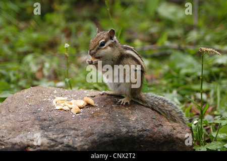 Siberian Scoiattolo striado (Eutamias sibiricus) nel Khamar-Daban le montagne vicino al Lago Baikal, Siberia, Russia. Foto Stock