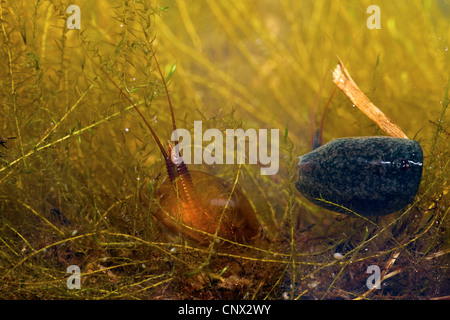 Tadpole Gamberetti (Lepidurus apus, Lepidurus productus), immediatamente dopo la scuoiatura con esuvia Foto Stock