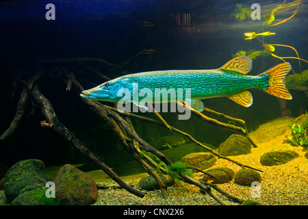 Pike, northern luccio (Esox lucius), in un acquario, Germania Foto Stock