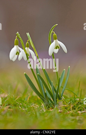 Comune (snowdrop Galanthus nivalis), che fiorisce in un prato, Germania Foto Stock
