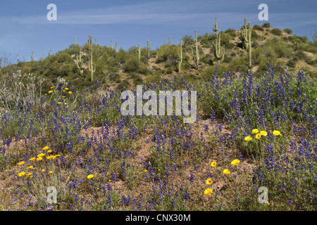 Arizona (lupino Lupinus arizonicus ), ad una pendenza con cactus Saguaro in background, USA, Arizona, Sonora Wueste Foto Stock