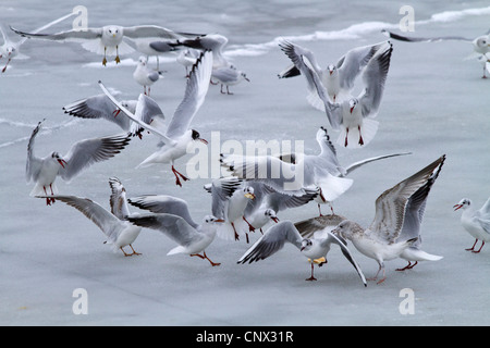 A testa nera (gabbiano Larus ridibundus), gregge lotta su cibi congelati sulla superficie del lago, in Germania, in Baviera, Chiemsee Foto Stock