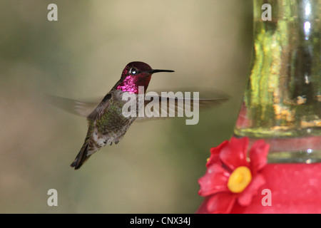 Ruby-throated hummingbird (archilochus colubris), maschio passando a un luogo di alimentazione, USA, Arizona Foto Stock