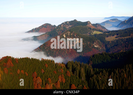 Bosco misto in Chiemgauer Voralpen con faggi nella nebbia mattutina, in Germania, in Baviera, Chiemgau Foto Stock