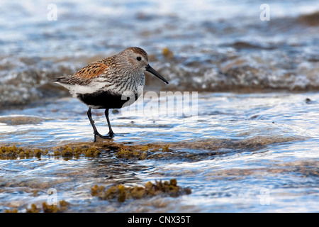 Dunlin (Calidris alpina), in piumaggio di allevamento Foto Stock