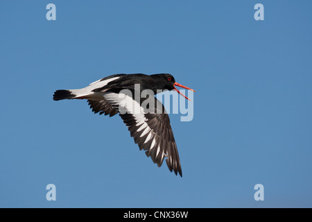 Paleartica (oystercatcher Haematopus ostralegus), volare, Germania Foto Stock