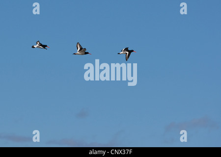 Paleartica (oystercatcher Haematopus ostralegus), tre oystercatcher in volo, Germania Foto Stock