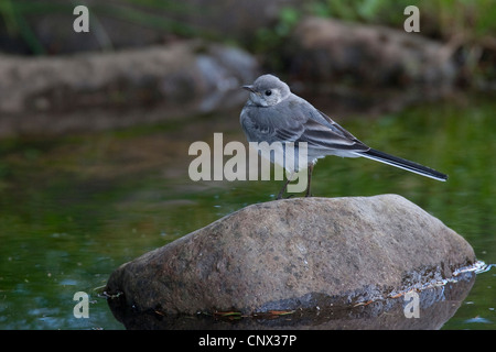 Pied wagtail (Motacilla alba), squeaker seduto su una pietra in un ruscello, Germania Foto Stock