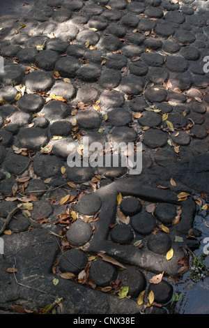 Lingams scolpito sul roccioso riverbank nel Il Kbal Spean Santuario ad Angkor in Cambogia. Foto Stock