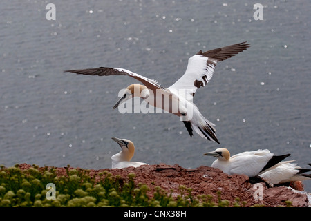Northern gannet (Sula bassana, Morus bassanus), in corrispondenza di un uccello rock, la Germania, l'isola di Helgoland Foto Stock