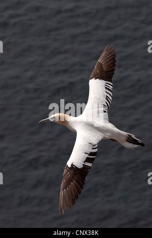 Northern gannet (Sula bassana, Morus bassanus), volare, individuo giovane, Germania Foto Stock