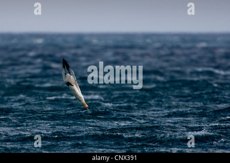 Northern gannet (Sula bassana, Morus bassanus), di picchiata appena bevor sumerging, la Germania, l'isola di Helgoland Foto Stock