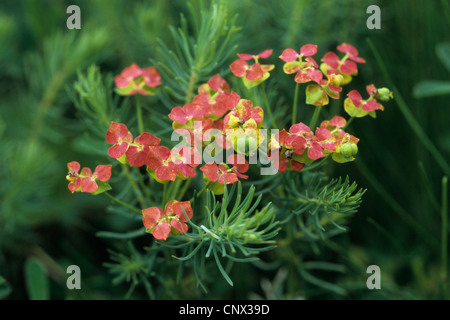 Il cipresso (Euforbia Euphorbia cyparissias), con frutti, Ungheria, Zempliner Gebirge Foto Stock