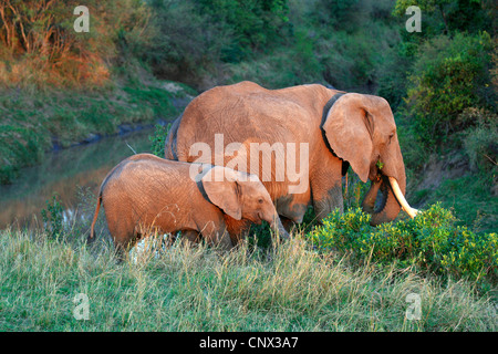 Elefante africano (Loxodonta africana), mucca con alimentazione di vitello a Riverside, Kenya Foto Stock