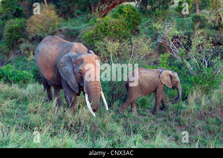 Elefante africano (Loxodonta africana), mucca con alimentazione di vitello in un paesaggio di bush, Kenya Foto Stock