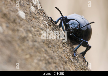 Sanguinosa naso-beetle (Timarcha tenebricosa), ritratto, in Germania, in Renania Palatinato Foto Stock
