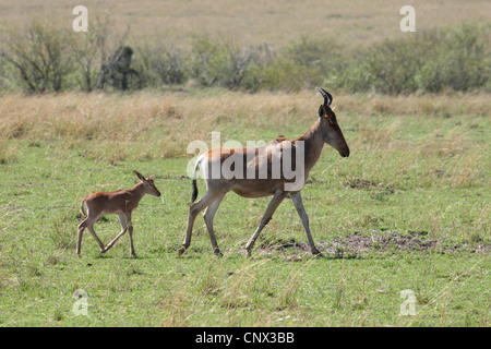 Red hartebeest (Alcelaphus buselaphus), mucca a piedi nella savana con un vitello, Kenia Masai Mara National Park Foto Stock