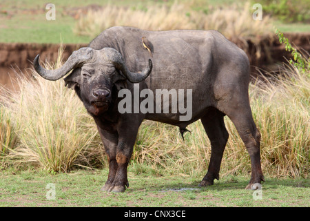 African buffalo (Syncerus caffer), Bull in piedi nella savana, Kenia Masai Mara National Park Foto Stock