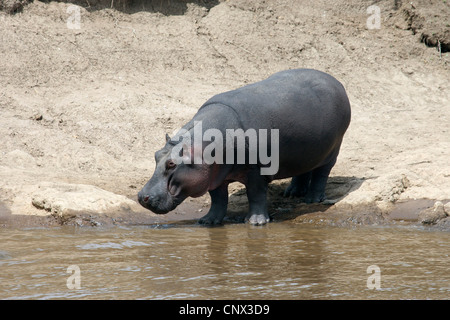 Ippopotamo, ippopotami, comune ippopotamo (Hippopotamus amphibius), in piedi a Riverside, Kenia Masai Mara National Park Foto Stock