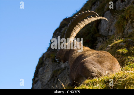 Stambecco delle Alpi (Capra ibex), seduto su un erba-cresciute sperone di roccia in autunno, Svizzera, Sankt Gallen, Alpstein, Saentis Foto Stock