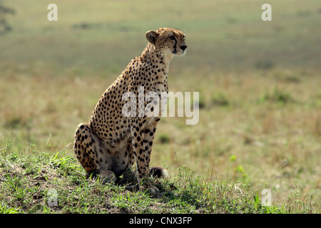 Ghepardo (Acinonyx jubatus), femmina seduto nella savana aperta, Kenia Masai Mara National Park Foto Stock