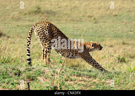 Ghepardo (Acinonyx jubatus), femmina in piedi nella savana aperta che si allunga, Kenia Masai Mara National Park Foto Stock