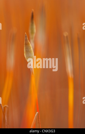 Cappuccio per capelli moss (Polytrichum spec.), capsule di spore, in Germania, in Renania Palatinato Foto Stock