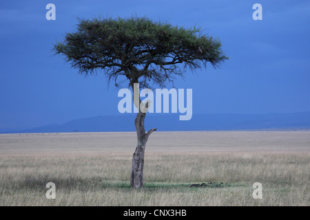 Umbrella Thorn Acacia, ombrello acacia (acacia tortilis), albero singolo nel Masai Mara, Kenia Masai Mara National Park Foto Stock