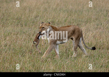Lion (Panthera leo), leonessa a camminare con il pescato gazzella fawn in bocca, Kenia Masai Mara National Park Foto Stock