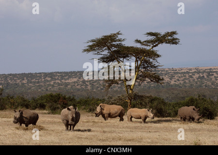 Rinoceronte bianco, quadrato-rhinoceros a labbro, erba rinoceronte (Ceratotherium simum), allevamento nella savana, Kenya Foto Stock