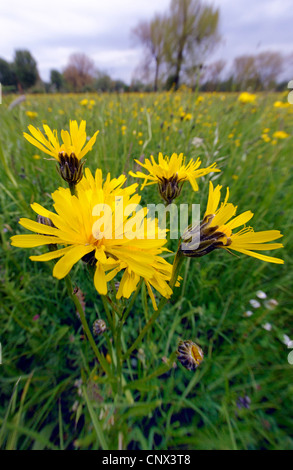 Ruvido Hawk's-barba (Crepis biennis), fioritura, in Germania, in Renania settentrionale-Vestfalia, NSG Kaempe Urdenbacher Foto Stock