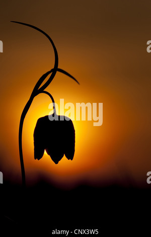 Fritillary comune, snake-testa (fritillaria Fritillaria meleagris), fiore in controluce, in Germania, in Renania Palatinato Foto Stock