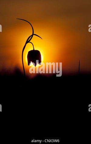 Fritillary comune, snake-testa (fritillaria Fritillaria meleagris), fiore in controluce, in Germania, in Renania Palatinato Foto Stock