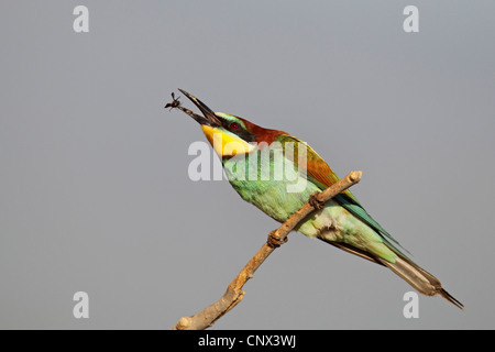 Unione bee eater (Merops apiaster), mangiare un'ape, Grecia, Lesbo Foto Stock