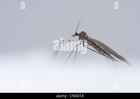 Inverno gnat inverno gru fly (Trichocera annulata), seduta in snow, in Germania, in Renania settentrionale-Vestfalia, Sauerland Foto Stock