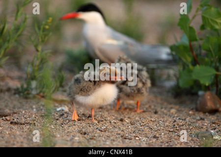 Tern comune (Sterna hirundo), chick con un adulto sul terreno, in Germania, in Renania settentrionale-Vestfalia Foto Stock