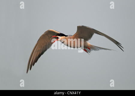 Tern comune (Sterna hirundo), volare e chiamando, in Germania, in Renania settentrionale-Vestfalia Foto Stock