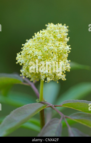 Rosso europeo di sambuco (Sambucus racemosa), infiorescenza, Paesi Bassi Limburg, Groote Peel Parco Nazionale Foto Stock