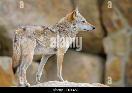 Golden jackal (Canis aureus), in piedi su una roccia che guarda fuori Foto Stock