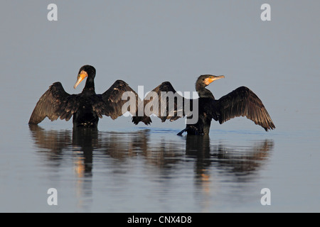 Cormorano (Phalacrocorax carbo), essiccazione ali, Paesi Bassi, Flevoland Foto Stock