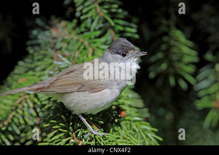 Capinera (Sylvia atricapilla), maschile seduto su un ramo di abete, in Germania, in Renania settentrionale-Vestfalia Foto Stock