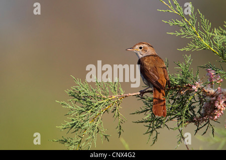 Nightingale (Luscinia megarhynchos), seduto su un tamerice bush, Grecia LESBO Foto Stock