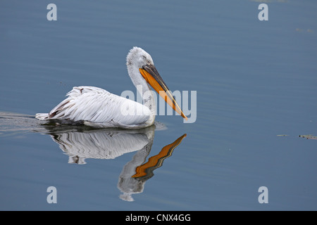 Pellicano dalmata (Pelecanus crispus), nuoto, Grecia, Kerkini-See Foto Stock