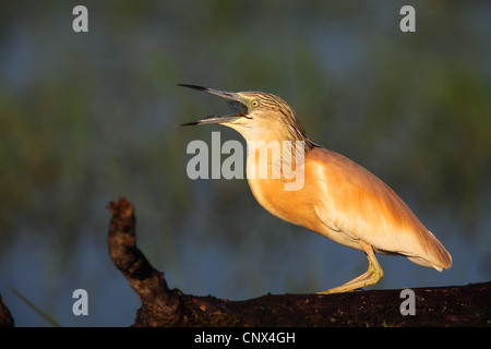 Sgarza ciuffetto (Ardeola ralloides), mangiare una libellula, Grecia, Kerkini-See Foto Stock