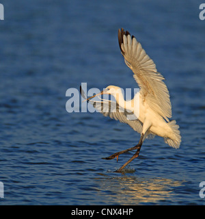 White spatola (Platalea leucorodia), giovane uccello lo sbarco in acqua, Paesi Bassi, Flevoland Foto Stock