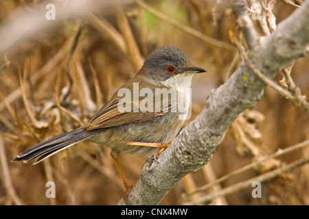 Trillo sardo (Sylvia melanocephala), femmina seduto su un ramo, Isole Canarie Fuerteventura Foto Stock
