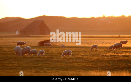 Pecore Texel (Ovis ammon f. aries), pecore in luce posteriore al tramonto, Paesi Bassi, Texel, Den Hoorn Foto Stock